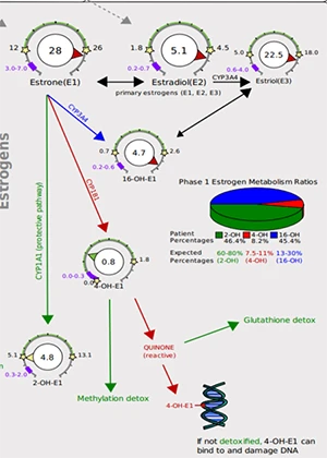 Chiropractic Erie CO Estrogen Metabolites